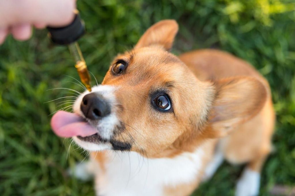 CBD For Pets