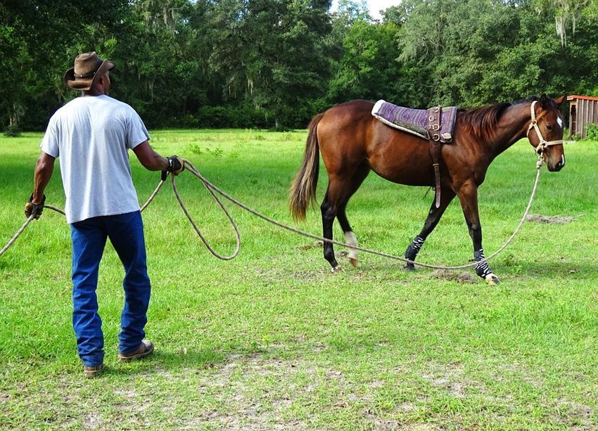 Racehorse Training Responsibilities