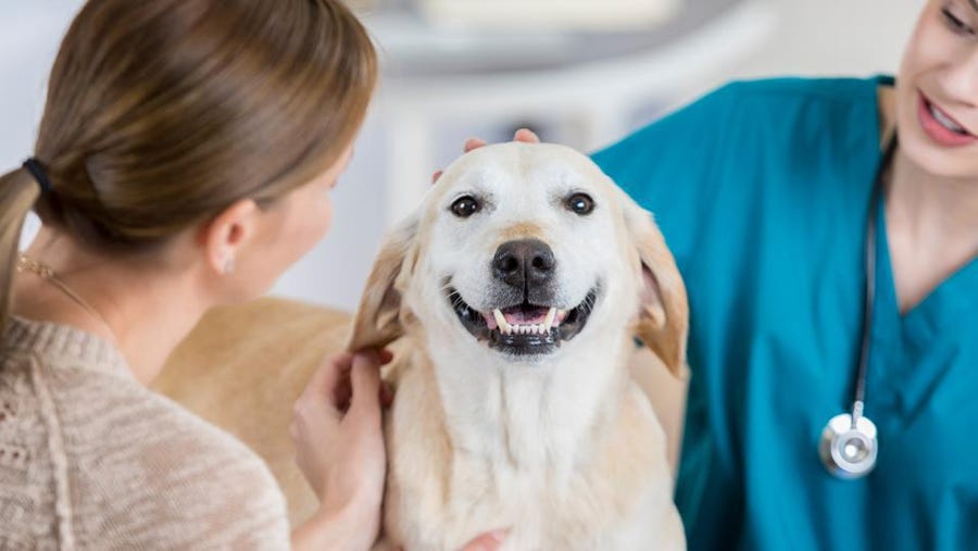 Reasons you need Pet insurance