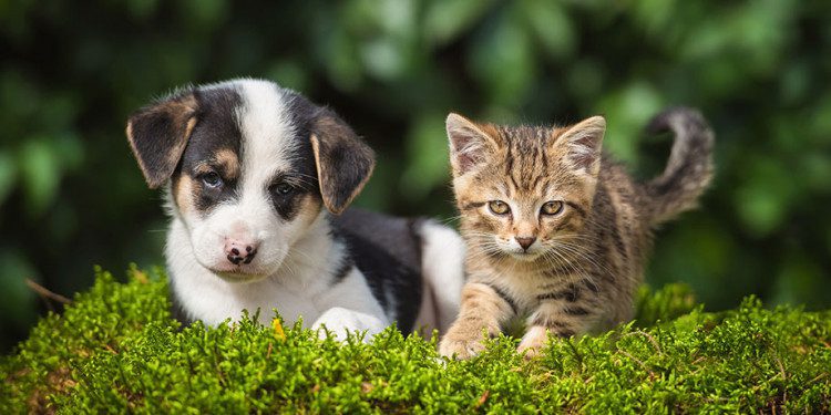 You Have A Rescue Dog (Or Cat, Or Pet)