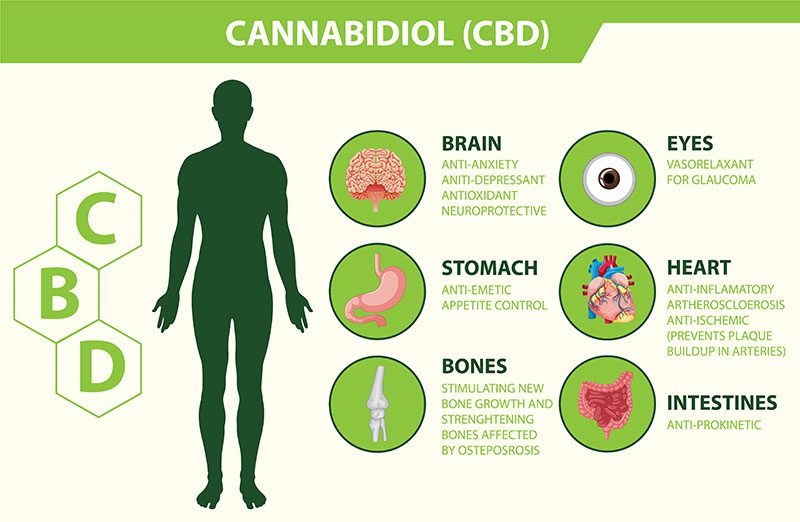 Can CBD Affect the Body in Any Way?