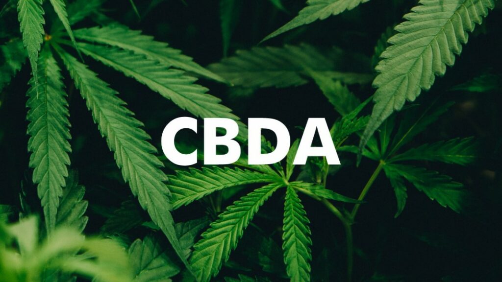 What Effect Does CBDA on the Body?
