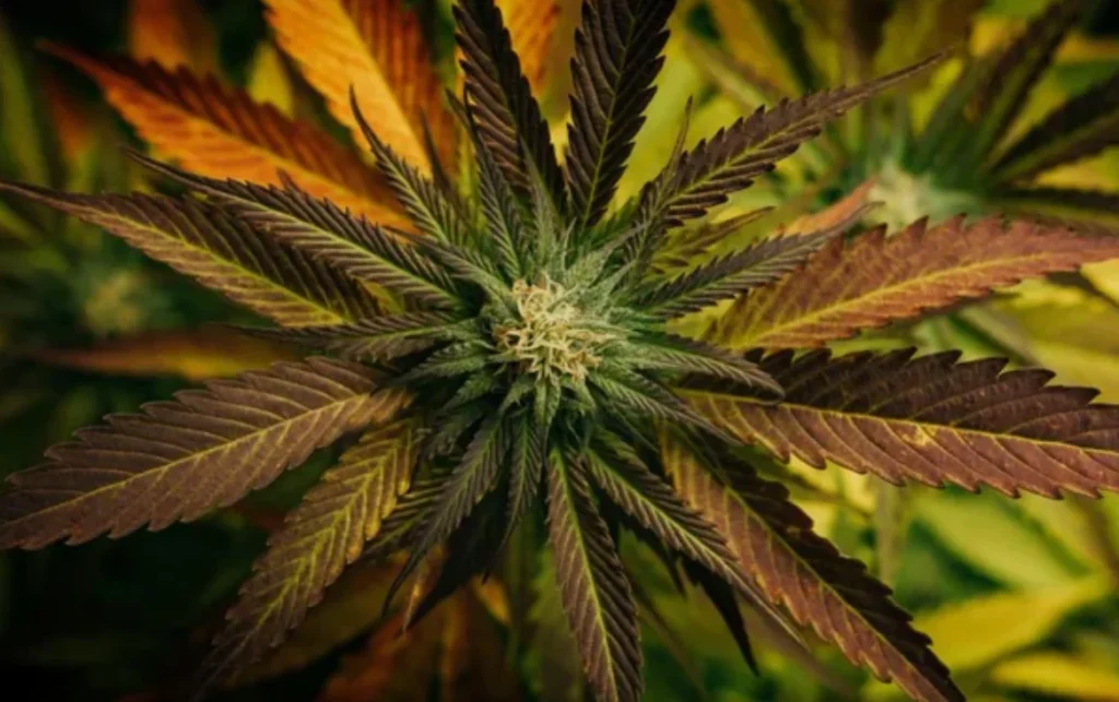 How Can Companies Create Delta-8 Flowers?