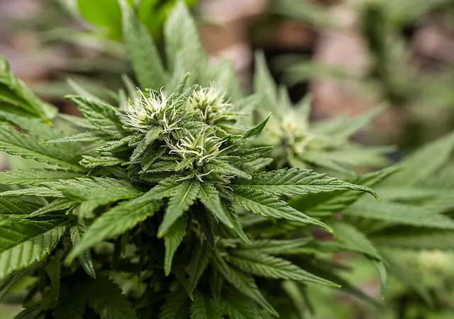 Planting the Delta-8 Flower at Home