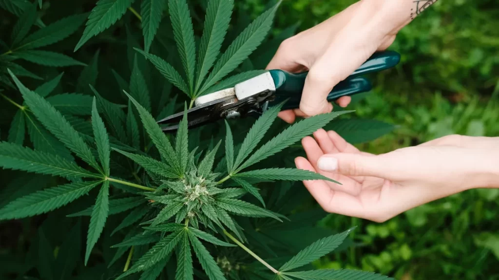 Delta 8 For First Time