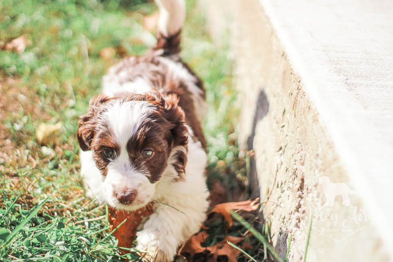 Start Potty and Crate Training Immediately