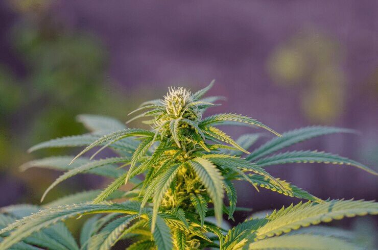 How Does THC Affect the Human Body