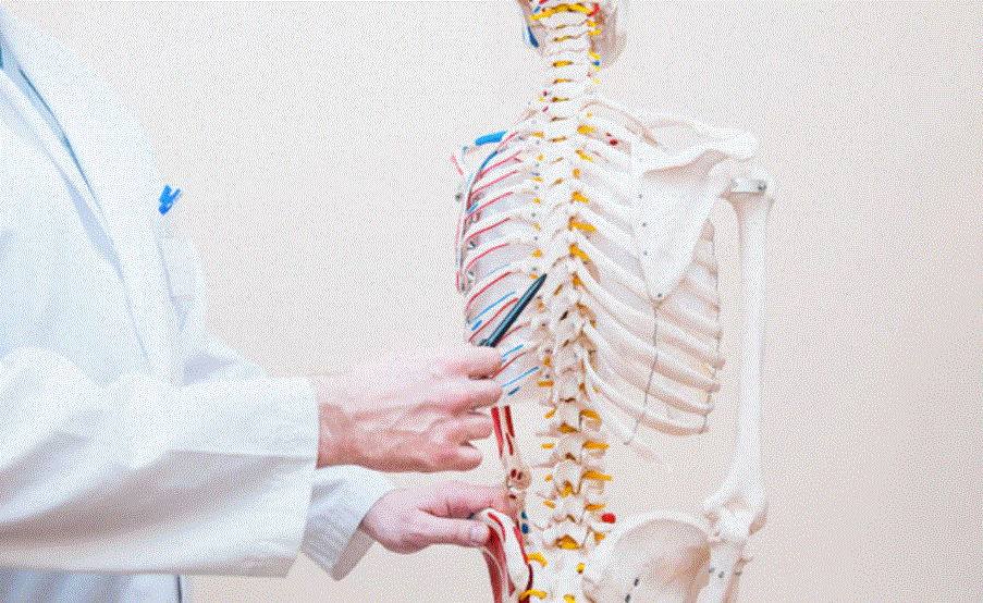 Who is a Chiropractor and What Exactly Does a Chiropractor Do