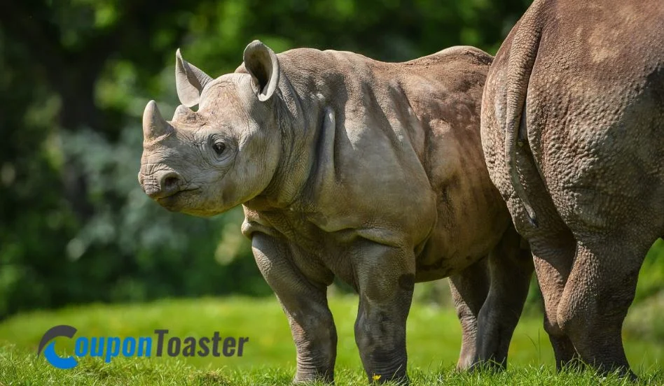 Chester Zoo – A Date with Wildlife