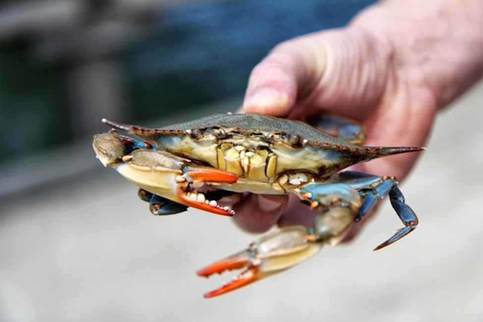 The Ultimate Guide to the Easiest Crab Opening Tool