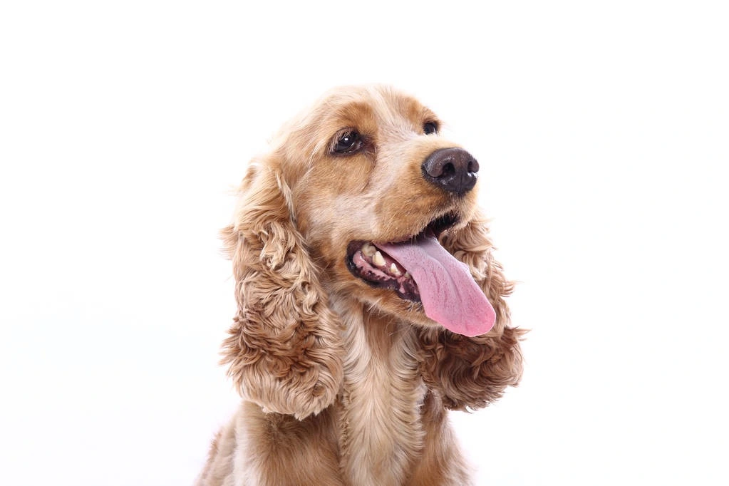 Grooming Basics for Different Dog Coat Types