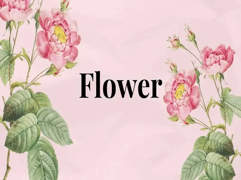 Flower Discount Code