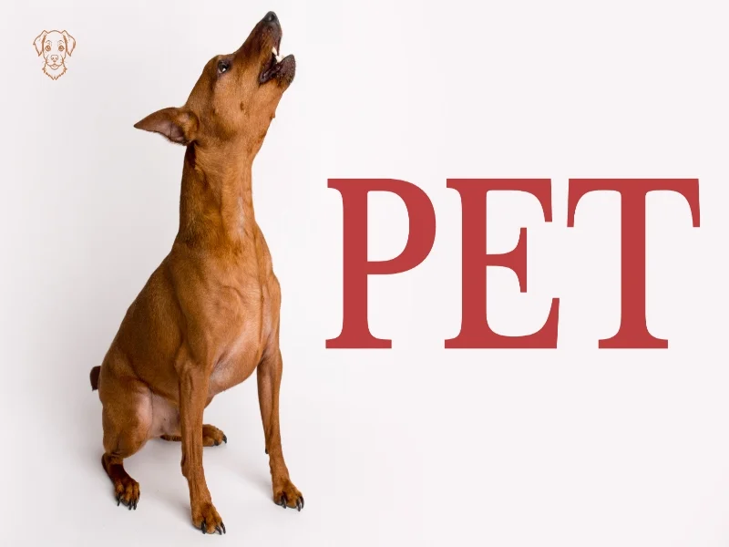 uk Pets discount codes