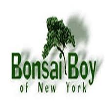 Bonsai Boy