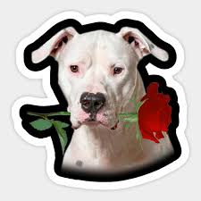 Dogo Store discount code
