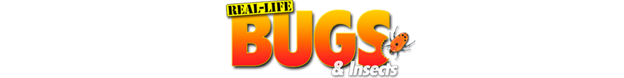 Real Life Bugs discount code