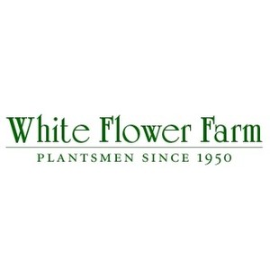 White Flower Farm
